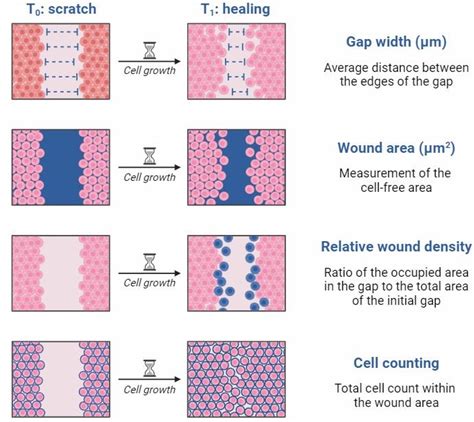 scratch test assay|what is wound healing assay.